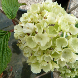 Feuillage automnal rouge orangé du Viburnum Popcorn