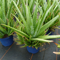 Aloe vera