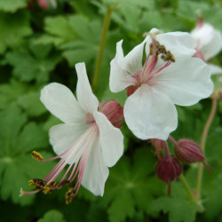 Geranium macrorrhizum ‘Spessart’
