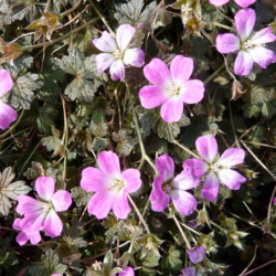 Geranium ‘Orkney Cherry’