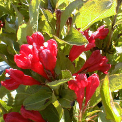 Weigela ‘Red Prince’