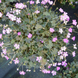 Geranium ‘Orkney Cherry’