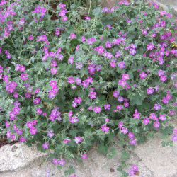 Geranium ‘Orkney Cherry’