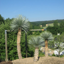 Yucca rostrata