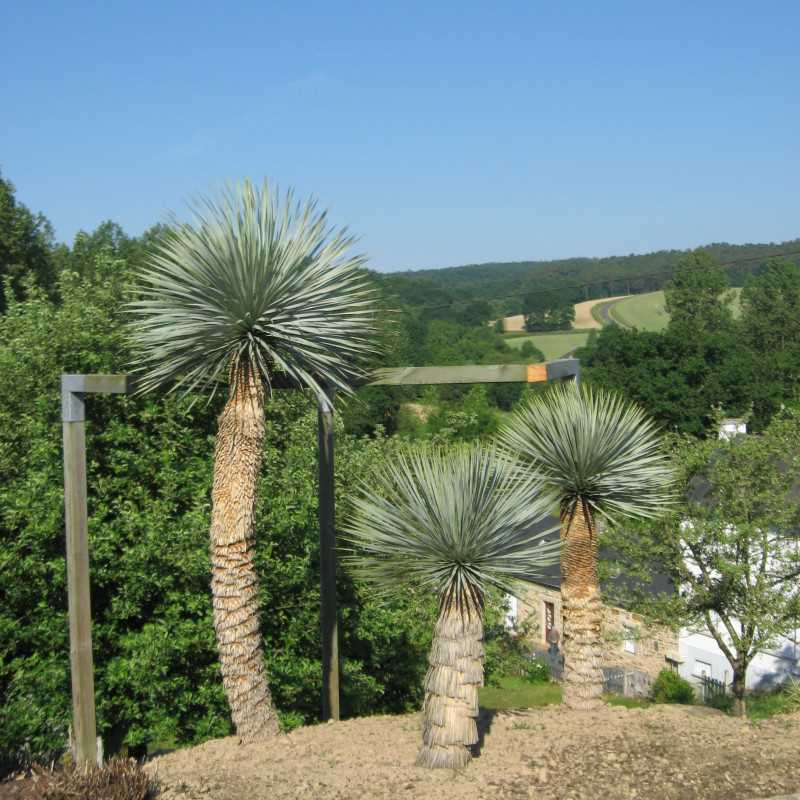 Yucca rostrata