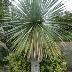Yucca rostrata
