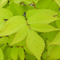 Aralia cordata ‘Sun King’