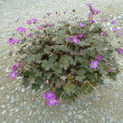 Geranium ‘Orkney Cherry’