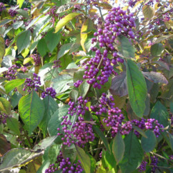 Callicarpa bodinieri Profusion