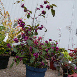 Callicarpa bodinieri Profusion