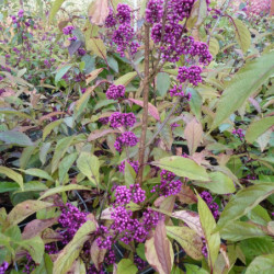 Callicarpa bodinieri Profusion