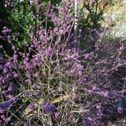 Callicarpa bodinieri Profusion