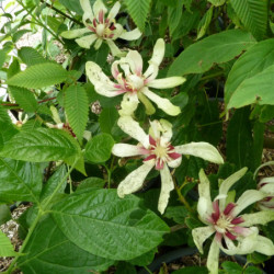 Calycanthus 'Venus' - Arbre aux anémones