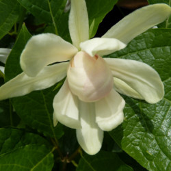 Calycanthus 'Venus' - Arbre aux anémones