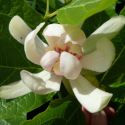 Calycanthus 'Venus' - Arbre aux anémones