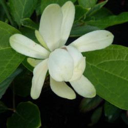 Calycanthus 'Venus' - Arbre aux anémones