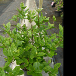 Calycanthus 'Venus' - Arbre aux anémones