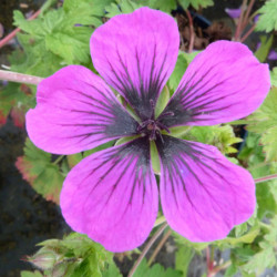 Geranium ‘Dragon Heart‘