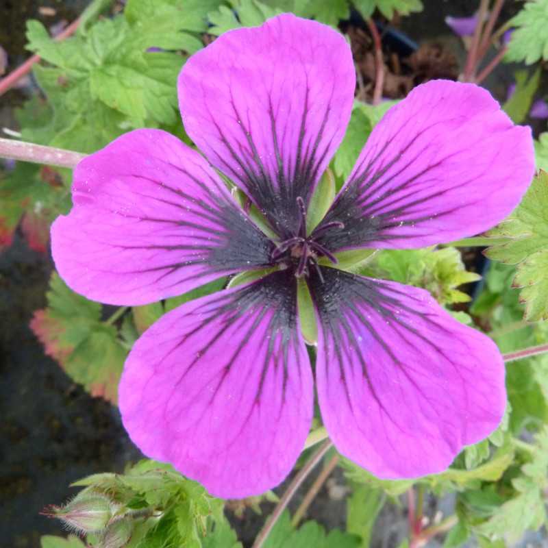 Geranium ‘Dragon Heart‘