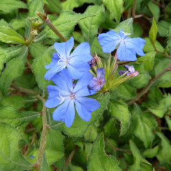 Ceratostigma willmottianum - Plumbago de Willmott