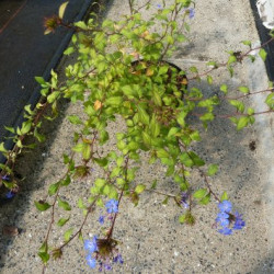Ceratostigma willmottianum - Plumbago de Willmott
