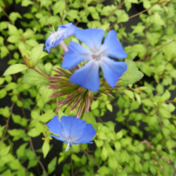 Ceratostigma willmottianum - Plumbago de Willmott