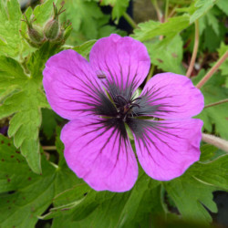 Geranium ‘Dragon Heart‘