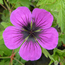 Geranium ‘Dragon Heart‘