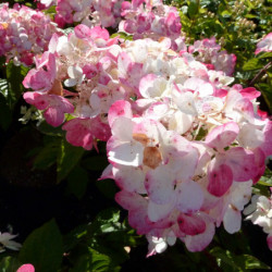 Hydrangea paniculata ‘Rendia’ DIAMANT ROUGE®