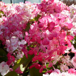 Hydrangea paniculata ‘Rendia’ DIAMANT ROUGE®