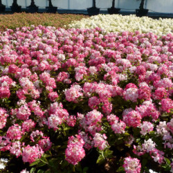Hydrangea paniculata ‘Rendia’ DIAMANT ROUGE®