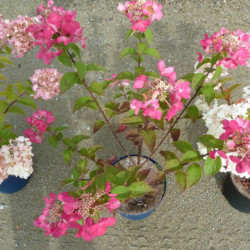 Hydrangea paniculata ‘Rendia’ DIAMANT ROUGE®