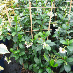 Trachelospermum jasminoides - Faux Jasmin