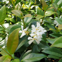 Trachelospermum jasminoides - Faux Jasmin