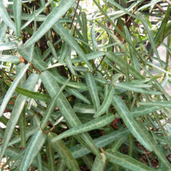 Trachelospermum jasminoides 'Waterwheel' - Faux jasmin panaché