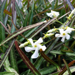 Trachelospermum jasminoides 'Waterwheel' - Faux jasmin panaché