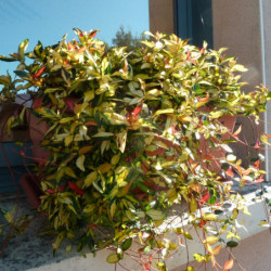 Trachelospermum asiaticum 'Summer Sunset'