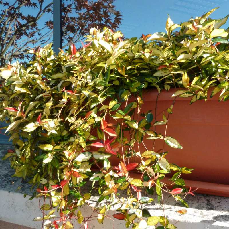 Trachelospermum asiaticum 'Summer Sunset'