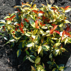Trachelospermum asiaticum 'Summer Sunset'