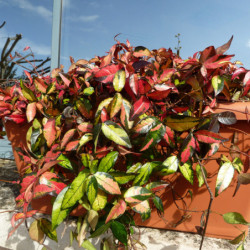 Trachelospermum asiaticum 'Summer Sunset'
