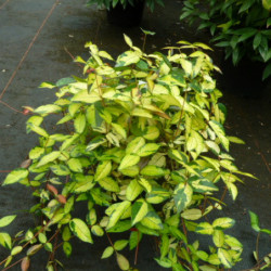 Trachelospermum asiaticum 'Summer Sunset'