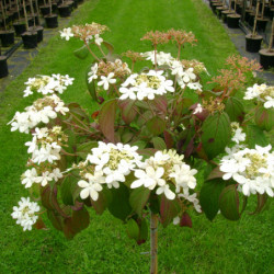 Viburnum plicatum 'Watanabe'