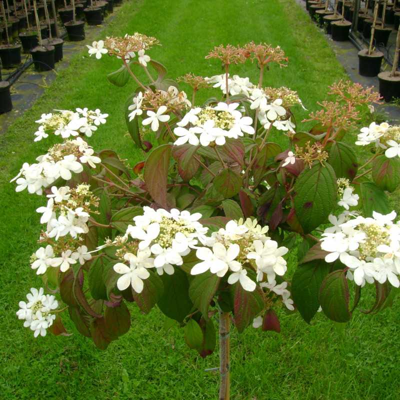Viburnum plicatum 'Watanabe'