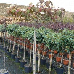 Viburnum plicatum 'Watanabe'