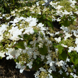 Viburnum plicatum 'Watanabe'