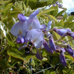 Glycine du Japon