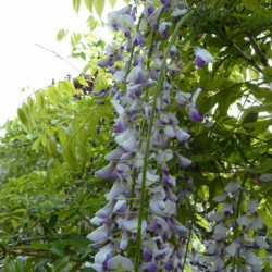 Glycine du Japon