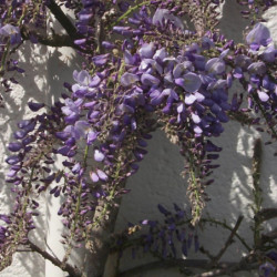 Wisteria sinensis - Glycine de Chine