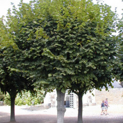 Tilia platyphyllos