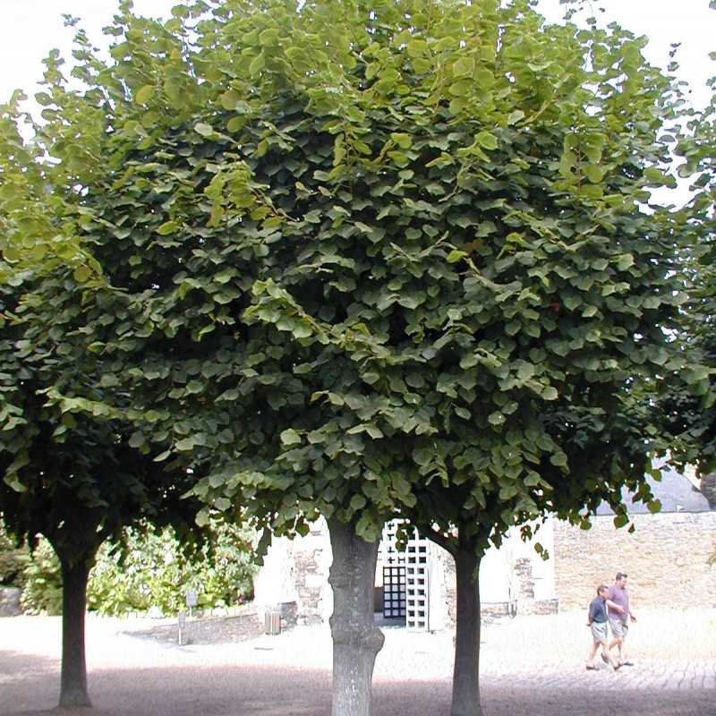 Tilia platyphyllos